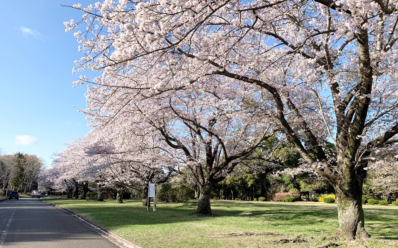 千葉市平和公園霊園風景